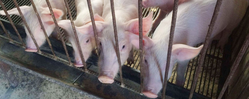 养猪的利润与成本