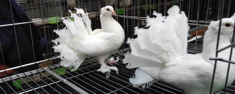观赏鸽有哪些品种