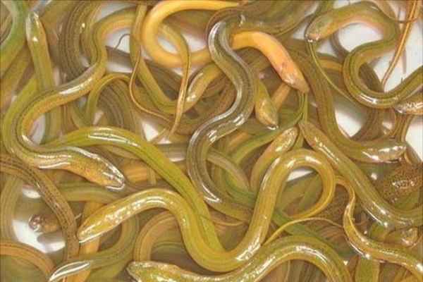 黄鳝苗多少钱一斤？