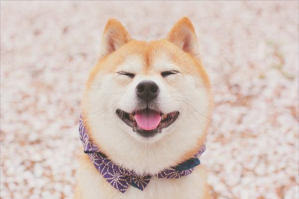 柴犬价格多少钱一只？
