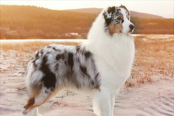 牧羊犬有哪些种类？