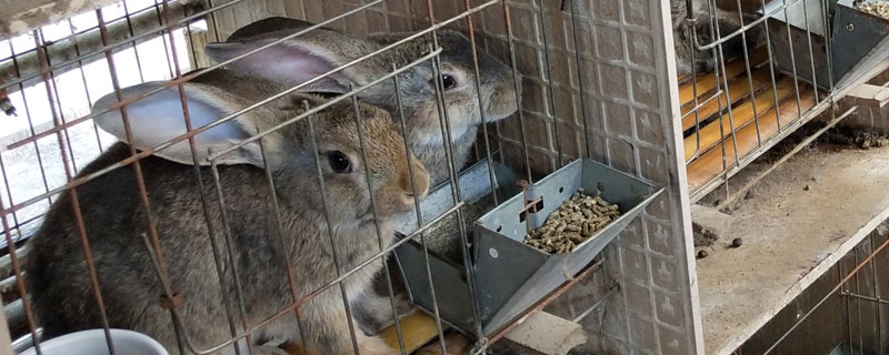 养殖野兔要多少资金