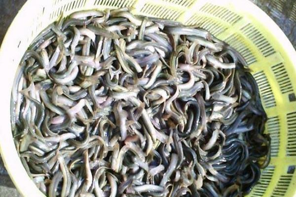 泥鳅价格多少钱一斤？
