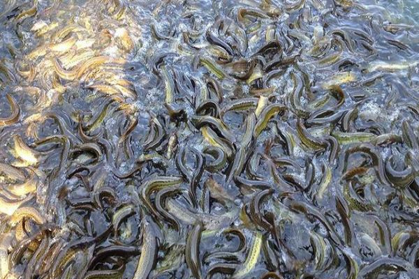 泥鳅价格多少钱一斤？