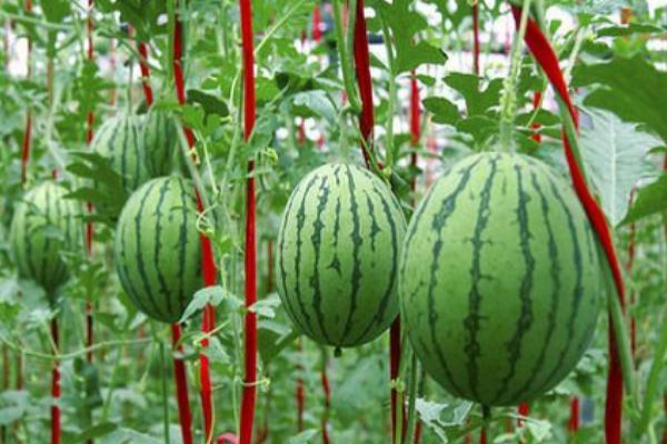 西瓜科学种植管理技术