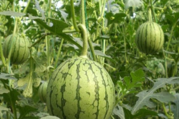 西瓜科学种植管理技术