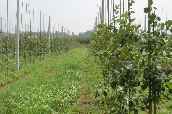 苹果树苗价格多少钱一棵