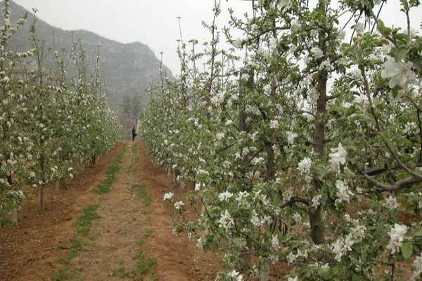 苹果树苗价格多少钱一棵