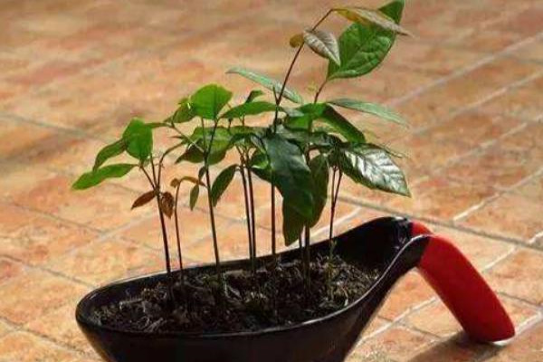 芒果怎么种