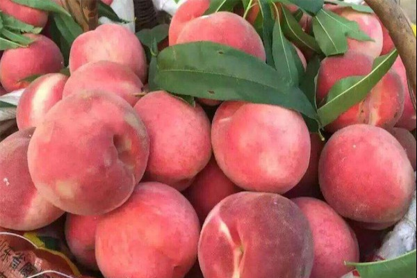 桃树品种大全介绍
