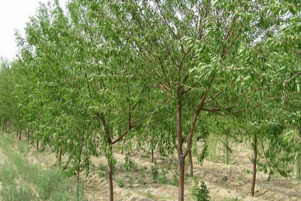 桃树科学种植技术视频