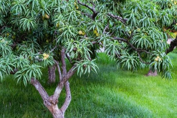 桃树科学种植技术视频