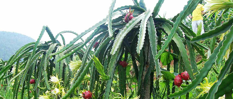 火龙果种植技术