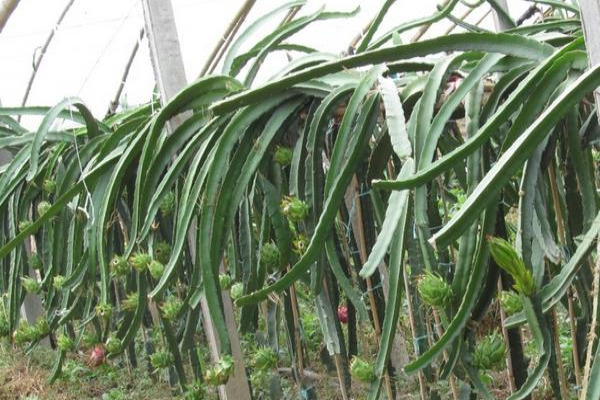 火龙果种植技术视频
