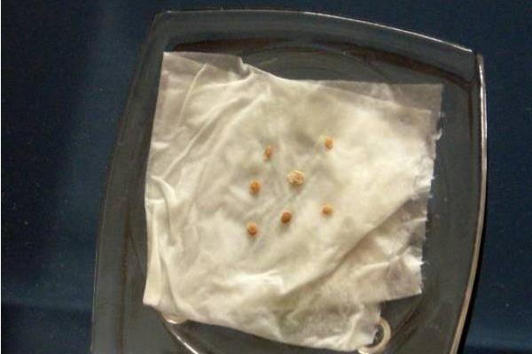 辣椒种子大全