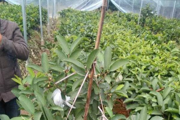 番石榴苗价格多少钱一棵