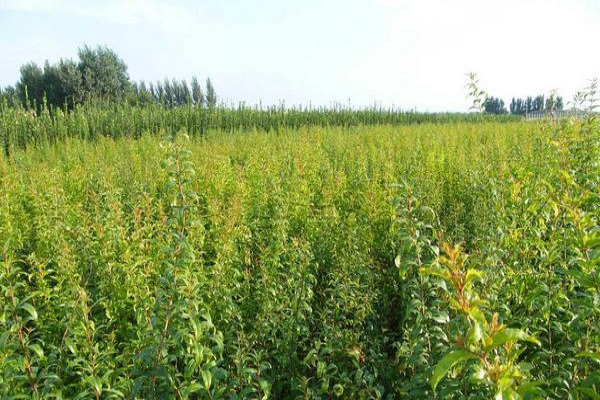 石榴苗木价格多少钱一棵