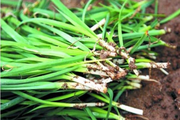 韭菜价格多少钱一斤