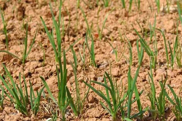 韭菜种植技术和时间 韭菜什么时候种
