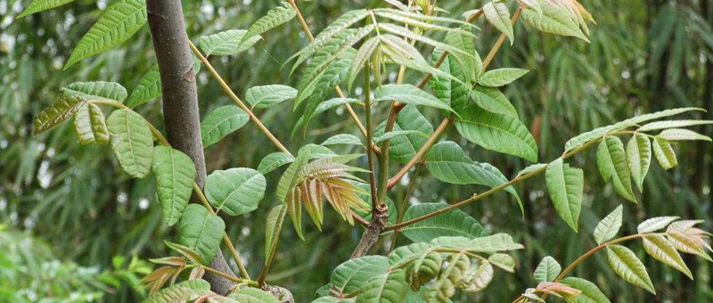 香椿种植效益怎么样