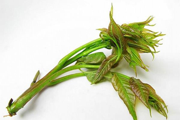 香椿种植经济效益分析