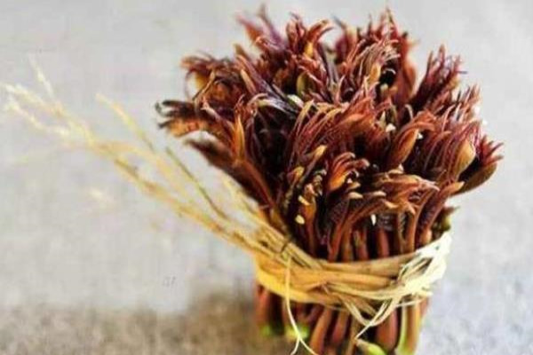 香椿种植经济效益分析
