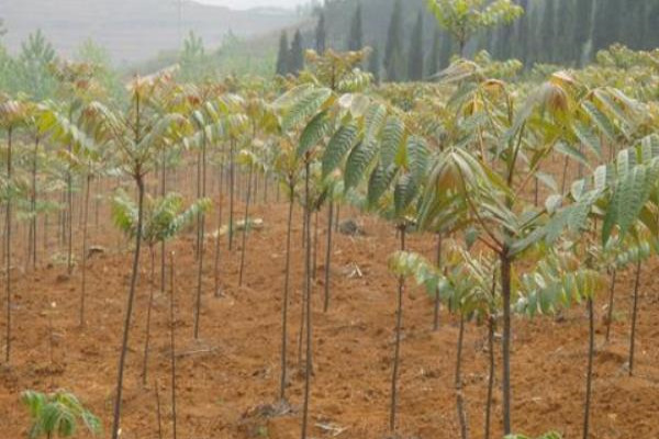 香椿种植经济效益分析