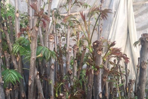 香椿种植经济效益分析