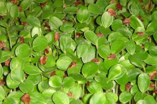 香椿苗种植方法
