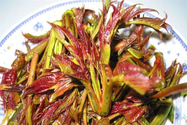 香椿苗种植方法
