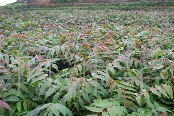 香椿树苗价格多少钱一棵