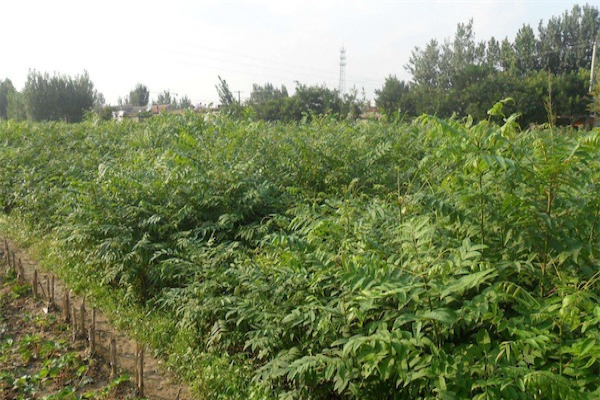香椿树苗价格多少钱一棵