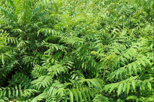 香椿树苗价格多少钱一棵