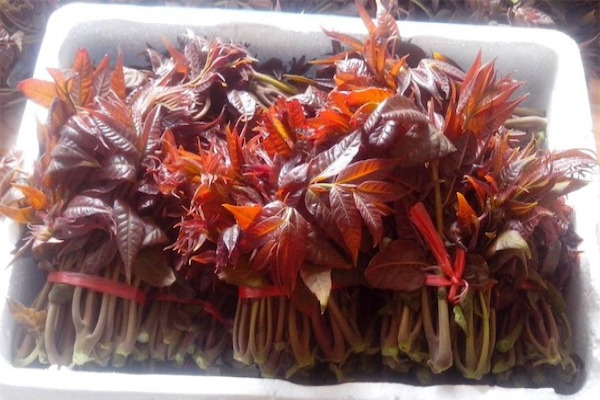 香椿树苗价格多少钱一棵