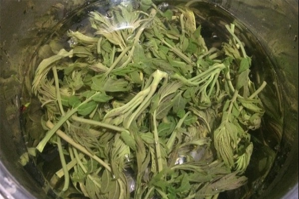 香椿价格多少钱一斤