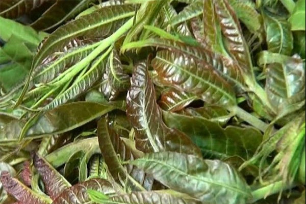 香椿价格多少钱一斤
