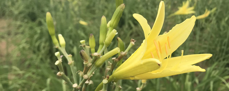 黄花菜种植时间和方法