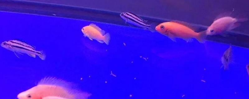 马鲷鱼品种有哪些