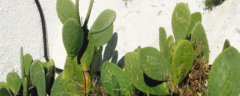 仙人掌的种植方法和注意事项