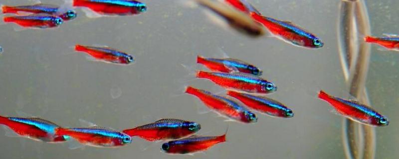 宝莲灯鱼与红绿灯鱼的区别