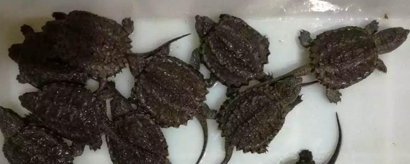 大鳄龟和小鳄龟的区别