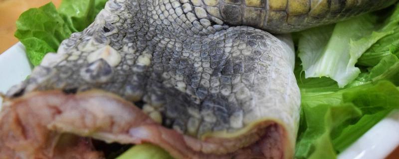 鳄鱼能吃吗