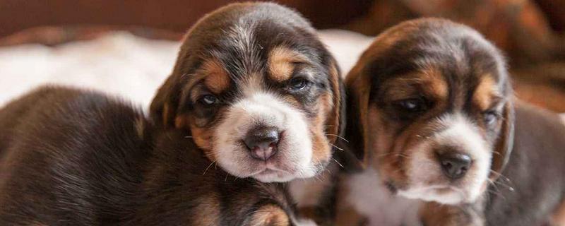 比格犬掉毛吗