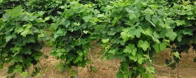 葛根种植方法