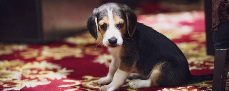 比格犬为什么很少人养