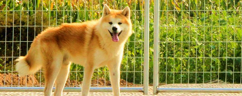 秋田犬好养吗