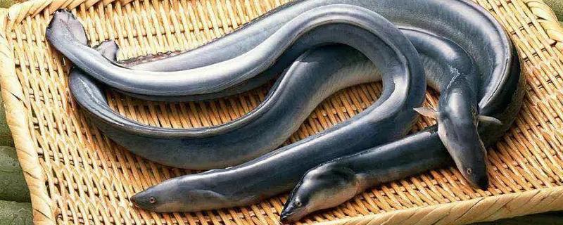 鳗鱼怎么杀