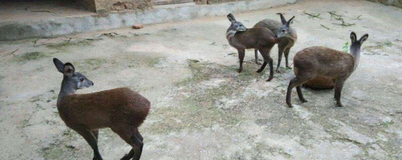 林麝养殖技术
