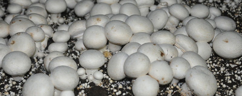 双孢菇栽培技术