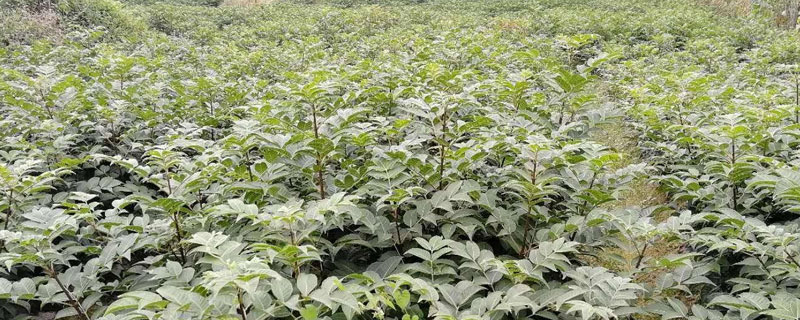 吴茱萸亩产量
